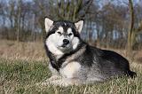 ALASKAN MALAMUTE 784